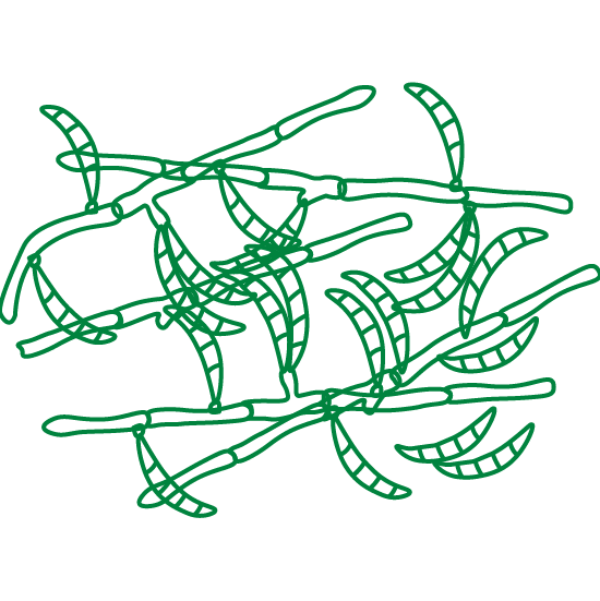 Fusarium spp